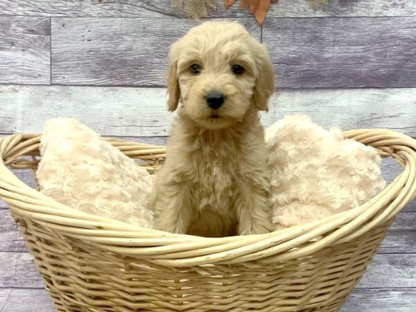 Goldendoodle DOG Male Golden 14504 Petland Chillicothe, Ohio