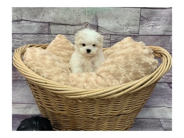 Maltese DOG Female WHITE 14478 Petland Chillicothe, Ohio