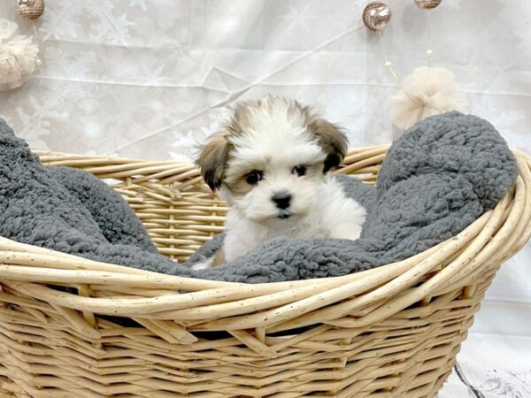 Teddy Bear DOG Female Gold / White 14535 Petland Chillicothe, Ohio