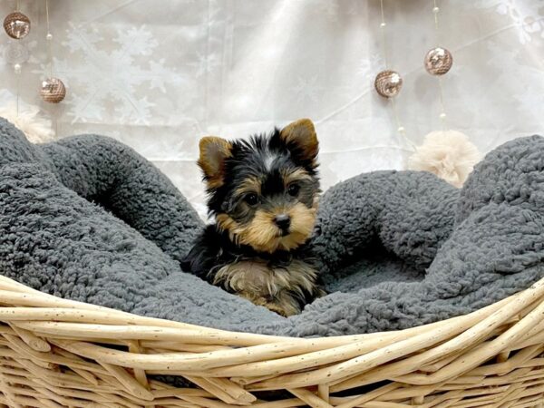 Yorkshire Terrier DOG Female Black / Tan 14534 Petland Chillicothe, Ohio
