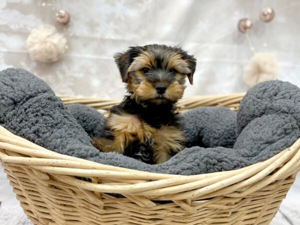 Yorkshire Terrier DOG Male Black / Tan 14533 Petland Chillicothe, Ohio