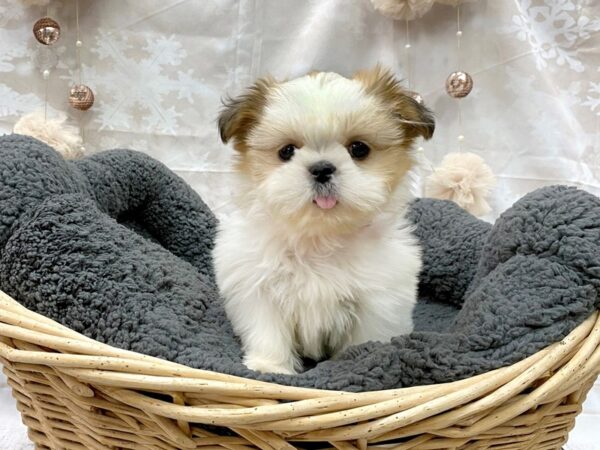 Shih Tzu DOG Female Tan / White 14532 Petland Chillicothe, Ohio