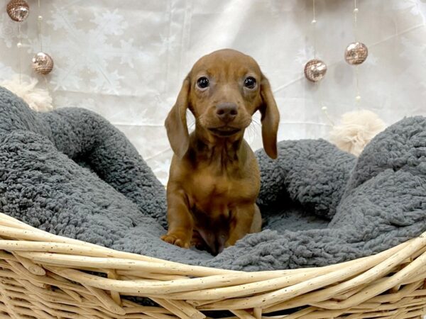 Dachshund DOG Female Wild Boar 14531 Petland Chillicothe, Ohio
