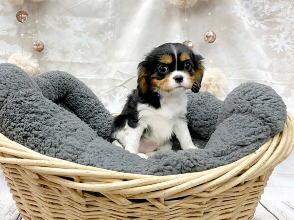 Cavalier King Charles Spaniel DOG Female Black Tan / White 14530 Petland Chillicothe, Ohio