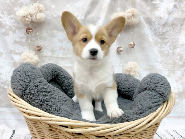 Pembroke Welsh Corgi DOG Female Sable / White 14528 Petland Chillicothe, Ohio