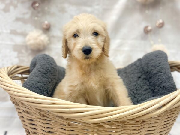 Goldendoodle DOG Male Golden 14525 Petland Chillicothe, Ohio