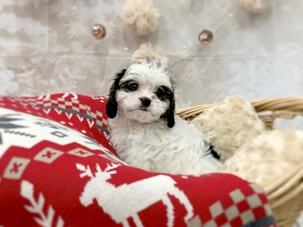 Cava Poo DOG Female BLK WHITE 14544 Petland Chillicothe, Ohio