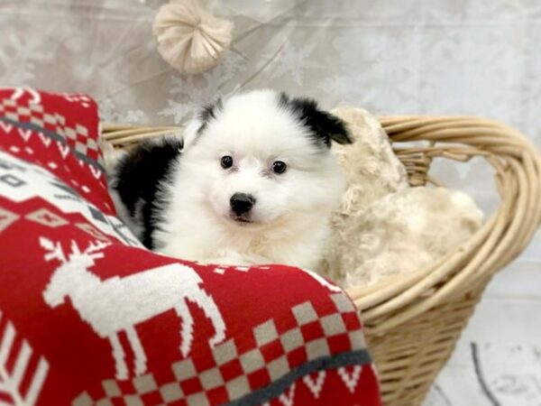 Aussiemo-DOG-Male-BLK WHITE-14543-Petland Chillicothe, Ohio