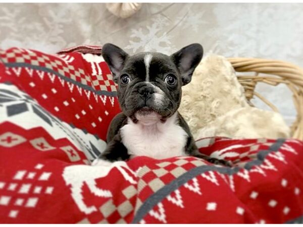 French Bulldog DOG Male Blue 14537 Petland Chillicothe, Ohio