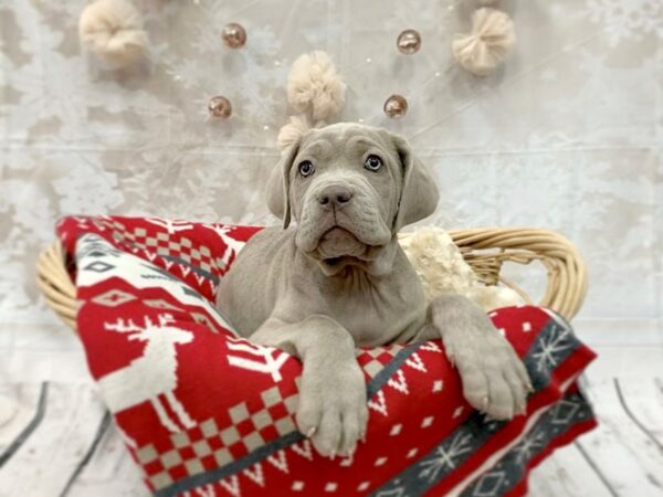 Neapolitan Mastiff-DOG-Female-Tawny-14538-Petland Chillicothe, Ohio