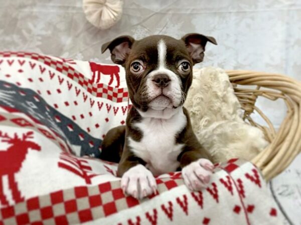 Boston Terrier DOG Male Seal / White 14540 Petland Chillicothe, Ohio