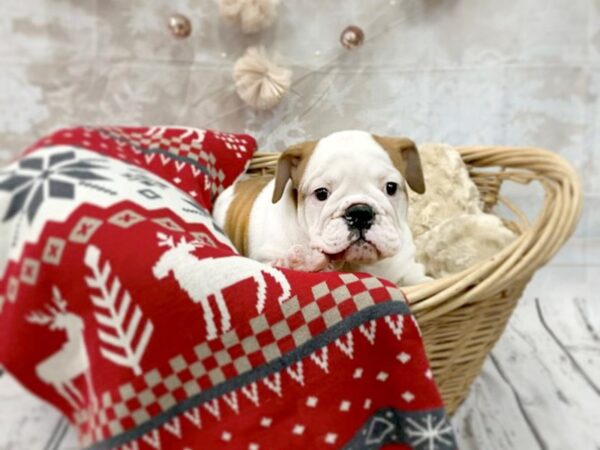 Bulldog DOG Female Red / White 14541 Petland Chillicothe, Ohio