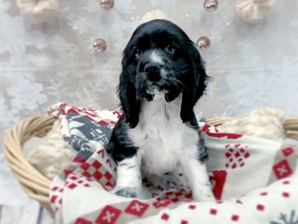 Cocker Spaniel DOG Female Black / White 14545 Petland Chillicothe, Ohio