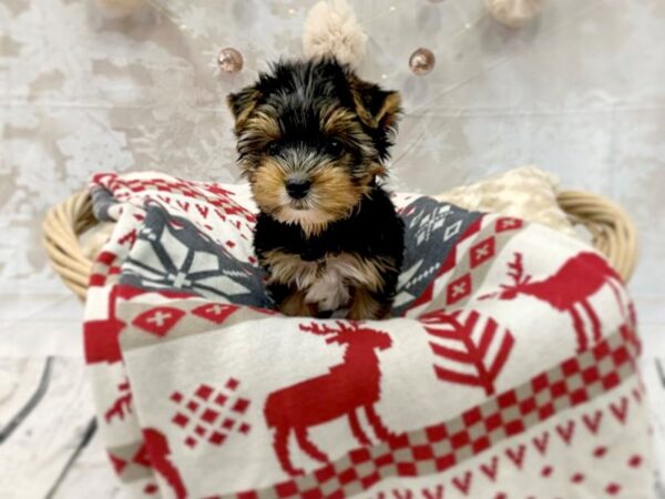 Yorkshire Terrier DOG Male Black / Tan 14547 Petland Chillicothe, Ohio