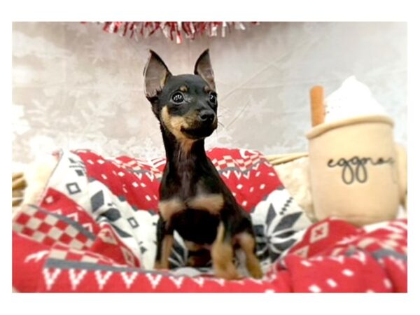 Miniature Pinscher-DOG-Male-Black / Tan-14551-Petland Chillicothe, Ohio