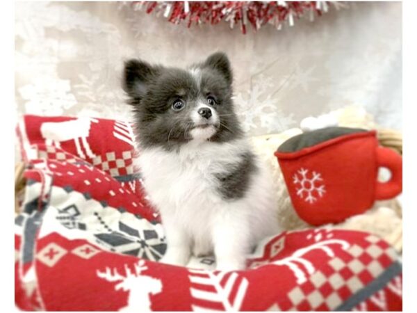 Pomeranian DOG Female Blue & White 14552 Petland Chillicothe, Ohio