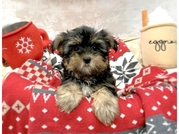 Yorkie/Poodle DOG Male Black / Tan 14557 Petland Chillicothe, Ohio