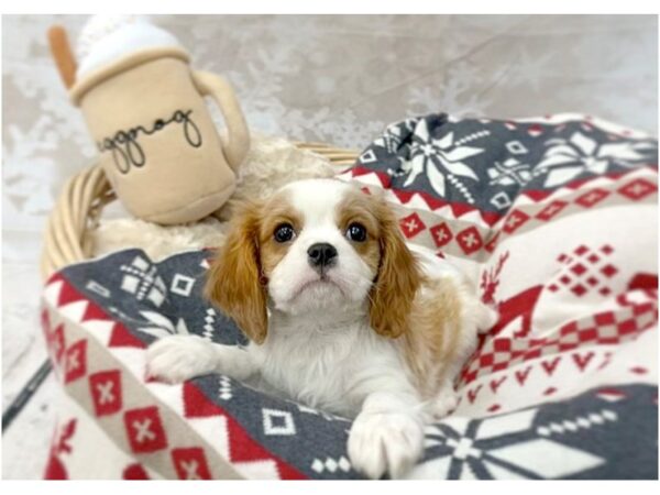 Cavalier King Charles Spaniel DOG Male Blenheim 14558 Petland Chillicothe, Ohio