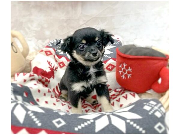 Chihuahua DOG Male Black / Tan 14559 Petland Chillicothe, Ohio