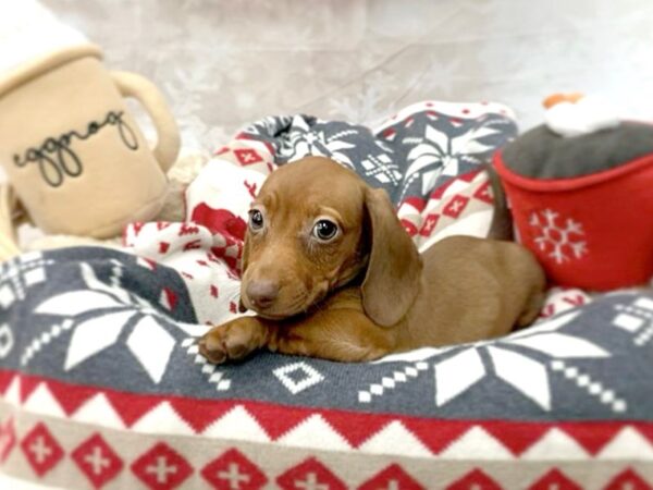 Dachshund DOG Female Red 14560 Petland Chillicothe, Ohio