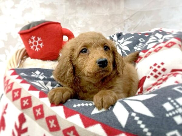 Mini Goldendoodle-DOG-Female-Golden-14565-Petland Chillicothe, Ohio