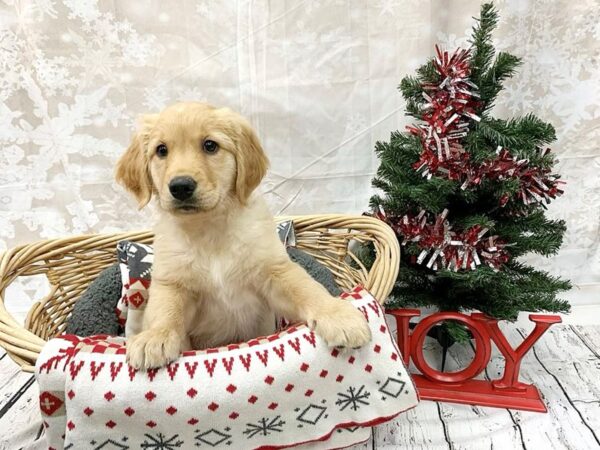 Golden Retriever DOG Male Golden 14550 Petland Chillicothe, Ohio