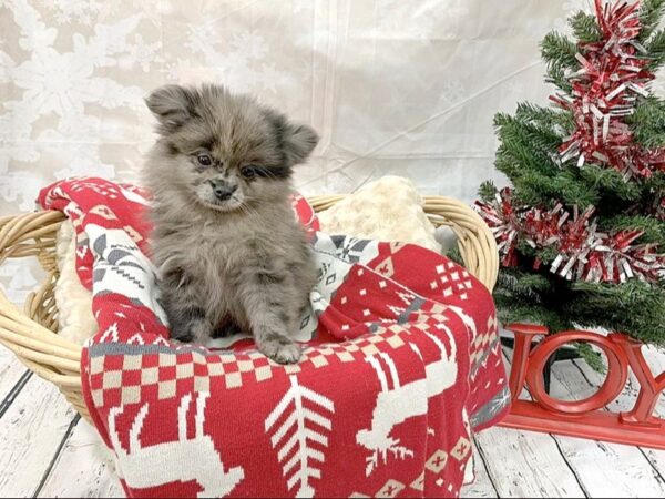 Pomeranian DOG Male Blue Merle 14553 Petland Chillicothe, Ohio