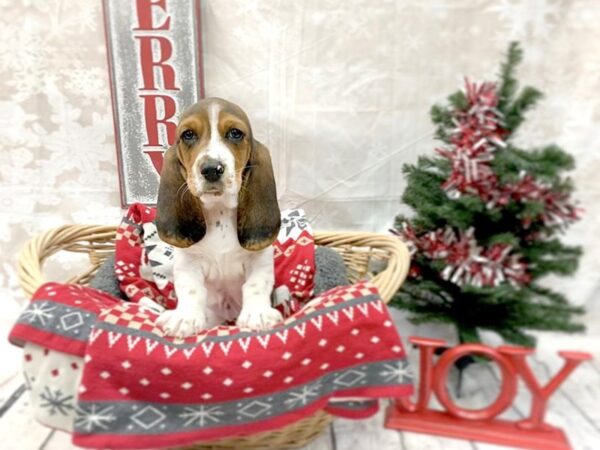 Basset Hound DOG Female Black White / Tan 14564 Petland Chillicothe, Ohio