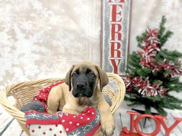 English Mastiff-DOG-Male-Fawn-14563-Petland Chillicothe, Ohio