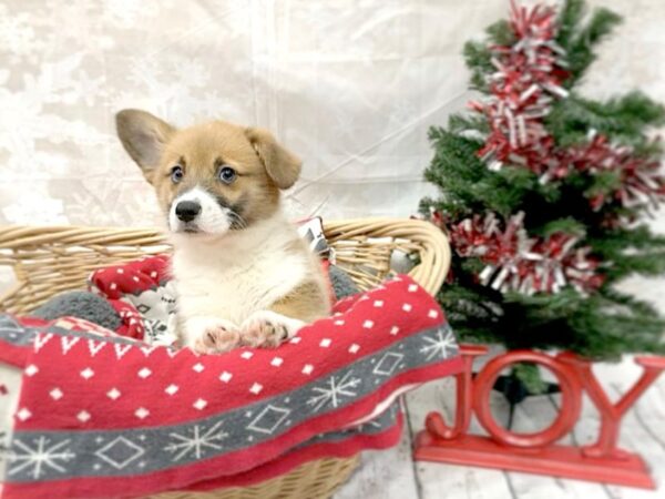 Pembroke Welsh Corgi DOG Female Sable / White 14562 Petland Chillicothe, Ohio