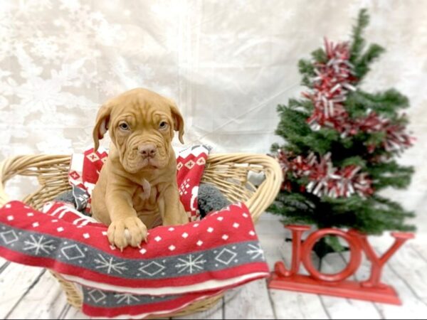 Dogue De Bordeaux-DOG-Male-Red-14555-Petland Chillicothe, Ohio