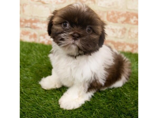 Shih Tzu-DOG-Male-Gold / White-14567-Petland Chillicothe, Ohio