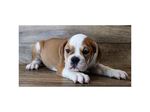 Olde Bulldog DOG Female Red / White 14575 Petland Chillicothe, Ohio