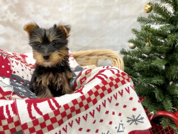 Silky Terrier DOG Female Black / Tan 14577 Petland Chillicothe, Ohio