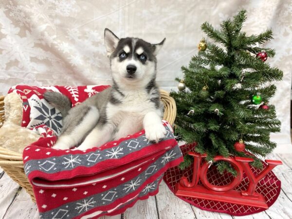 Siberian Husky DOG Female Black / White 14576 Petland Chillicothe, Ohio