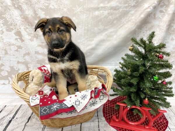 German Shepherd Dog DOG Male Black / Tan 14574 Petland Chillicothe, Ohio