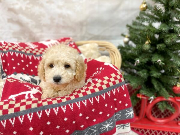 Miniature Poodle DOG Male Cream 14573 Petland Chillicothe, Ohio