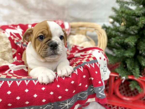Mini Bulldog DOG Male Red and White 14571 Petland Chillicothe, Ohio