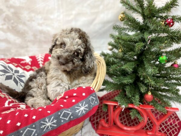 Mini Newfiepoo DOG Male Chocolate Merle 14570 Petland Chillicothe, Ohio