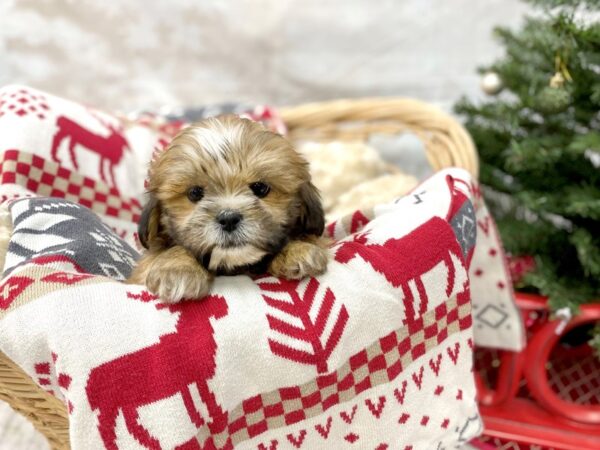 Lhasa Apso DOG Female Gold 14569 Petland Chillicothe, Ohio