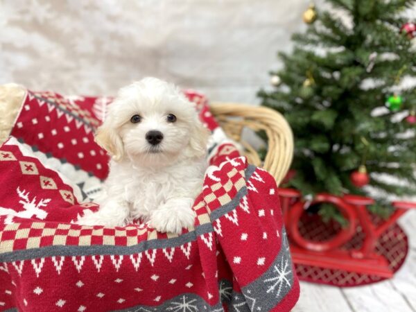 Havapoo DOG Male Cream / White 14568 Petland Chillicothe, Ohio