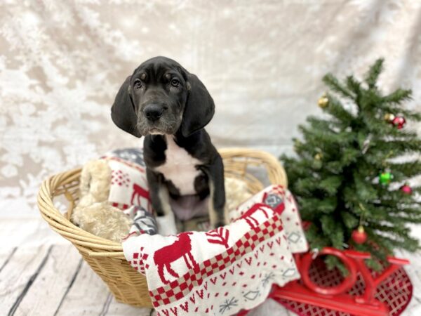 Great Dane DOG Female Black White / Tan 14566 Petland Chillicothe, Ohio