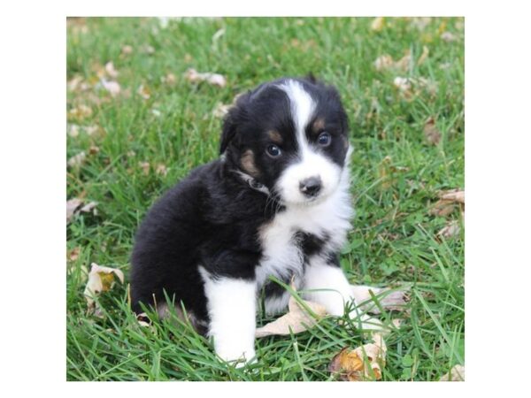 Miniature American Shepherd DOG Male Black White / Tan 14588 Petland Chillicothe, Ohio