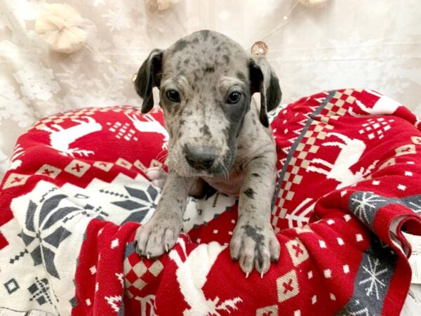 Great Dane DOG Female Merelquin 14593 Petland Chillicothe, Ohio