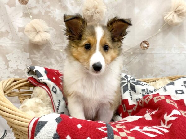 Shetland Sheepdog DOG Female Sable / White 14591 Petland Chillicothe, Ohio