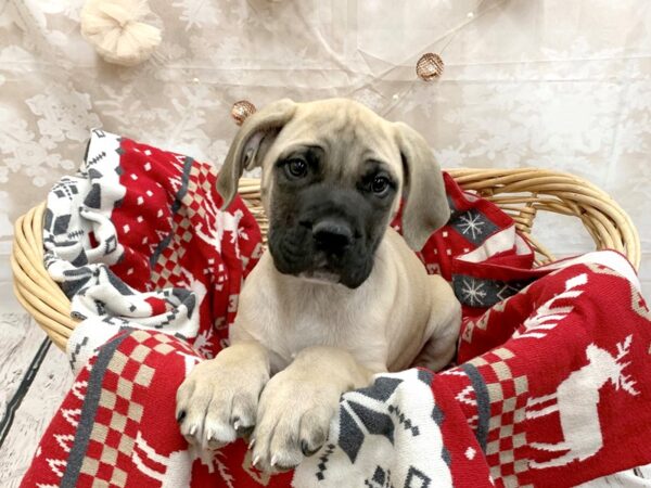 Mastiff DOG Male Fawn 14590 Petland Chillicothe, Ohio