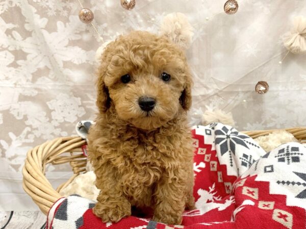 Poodle DOG Male Red 14589 Petland Chillicothe, Ohio