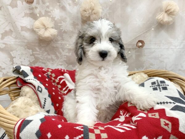 Mini Sheepadoodle DOG Female Blue Merle / White 14587 Petland Chillicothe, Ohio