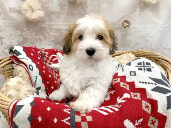 Havachon DOG Male Gold / White 14586 Petland Chillicothe, Ohio