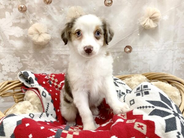 Miniature Australian Shepherd DOG Female Red Merle 14585 Petland Chillicothe, Ohio